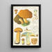 Boletus variegatus Swarz - Hans Baldung — framed artwork on a wall