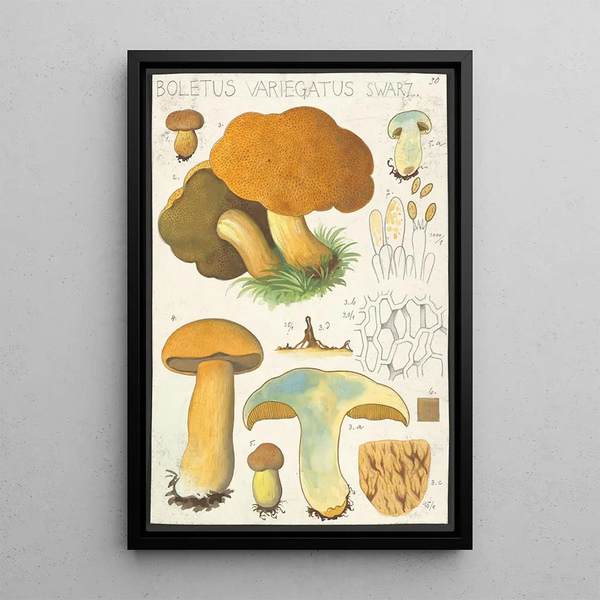 Boletus variegatus Swarz - Hans Baldung — framed artwork on a wall