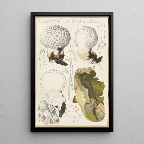 Calvatia caelata - Hans Baldung — framed artwork on a wall