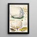 Calvatia maxima Schff Morgan Globaria bovista L - Hans Baldung — framed artwork on a wall