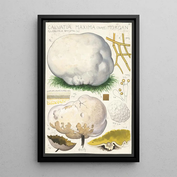 Calvatia maxima Schff Morgan Globaria bovista L - Hans Baldung — framed artwork on a wall