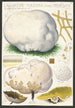 Calvatia maxima Schff Morgan Globaria bovista L - Hans Baldung — artwork view