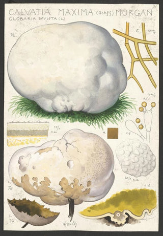 Hans Walty - Calvatia maxima Schff Morgan Globaria bovista L.webp