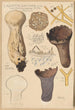 Calvatia saccata - Hans Baldung — artwork view
