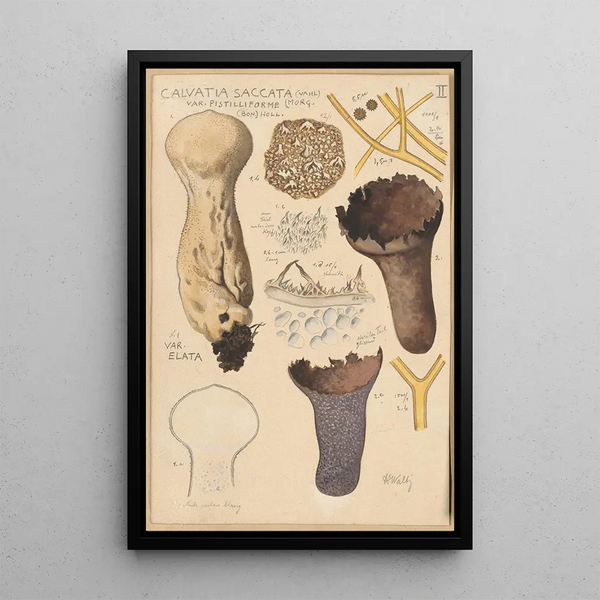 Calvatia saccata - Hans Baldung — framed artwork on a wall
