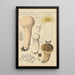 Calvatia saccata var Pistilliformis - Hans Baldung — framed artwork on a wall