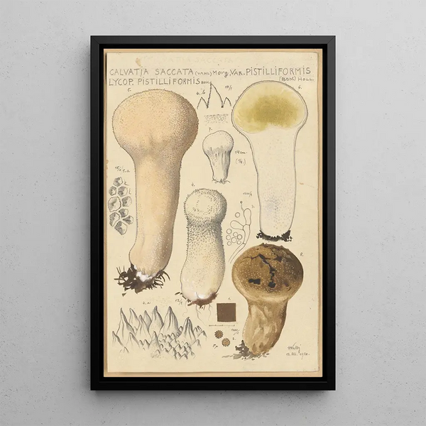 Calvatia saccata var Pistilliformis - Hans Baldung — framed artwork on a wall