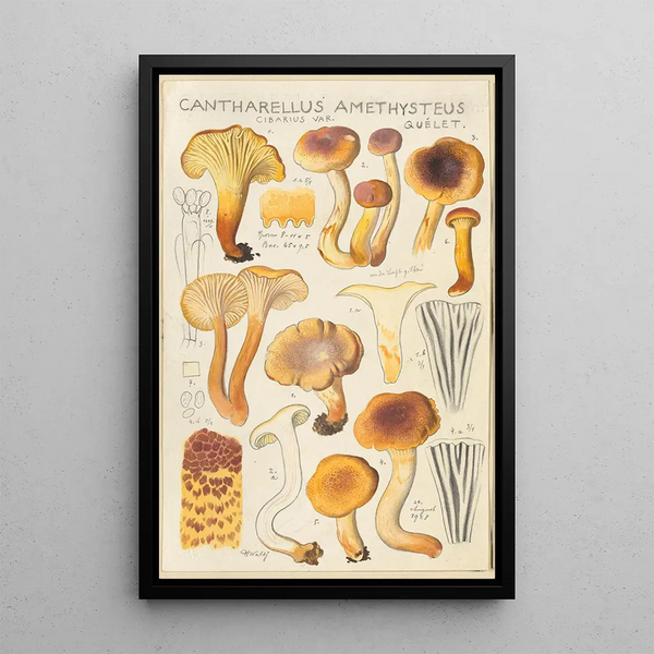Cantharellus amethysteus - Hans Baldung — framed artwork on a wall