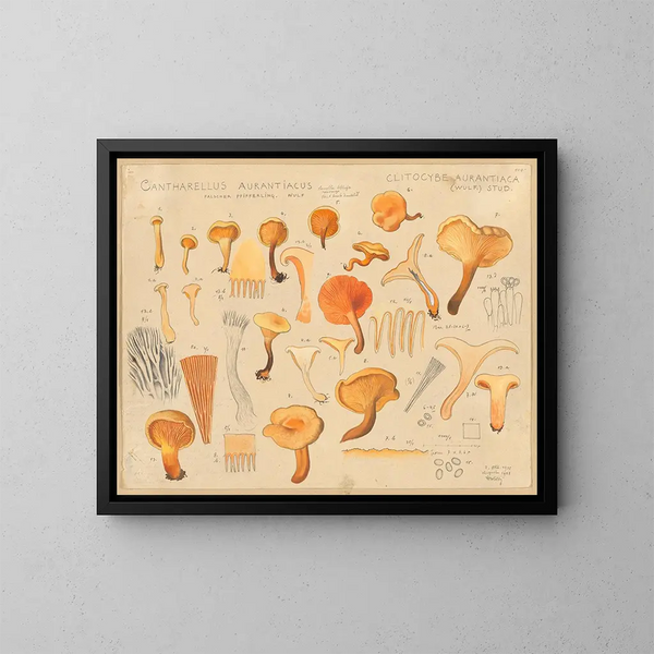 Chanterelle orangée - Hans Baldung — framed artwork on a wall