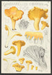 Cantharellus cibarius Fr - Hans Baldung — artwork view