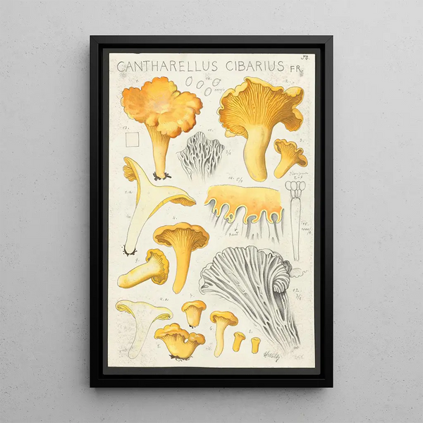 Cantharellus cibarius Fr - Hans Baldung — framed artwork on a wall