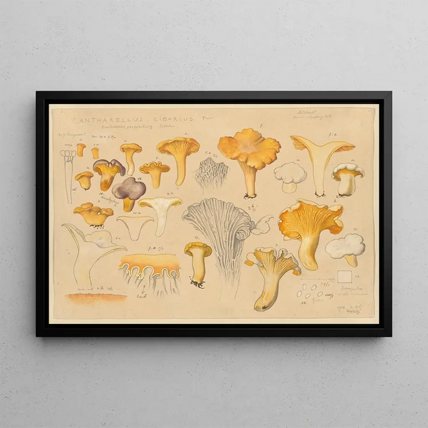 Cantharellus cibarius Fries - Hans Baldung — framed artwork on a wall