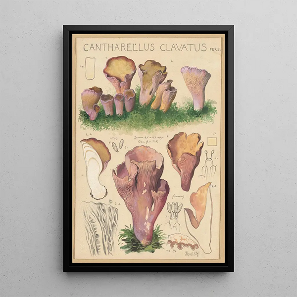 Cantharellus clavatus Pers - Hans Baldung — framed artwork on a wall