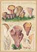 Cantharellus clavatus Pers - Hans Baldung — artwork view