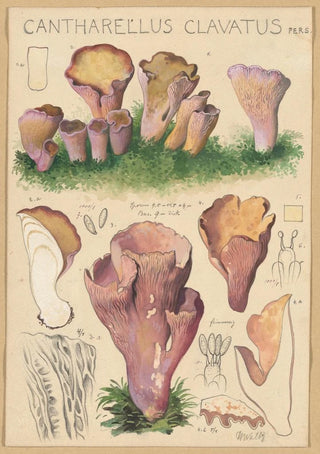 Hans Walty - Cantharellus clavatus Pers.webp