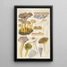 Cantharellus infundibuliformis Scop - Hans Baldung — framed artwork on a wall