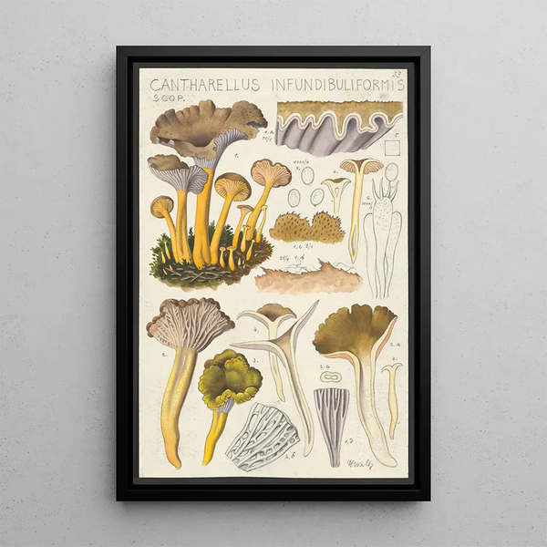 Cantharellus infundibuliformis Scop - Hans Baldung — framed artwork on a wall