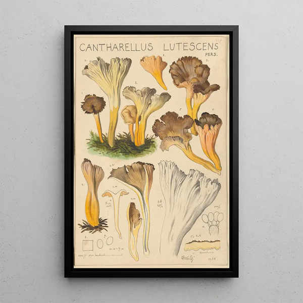 Cantharellus lutescens - Hans Baldung — framed artwork on a wall