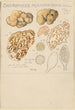 Choiromyces meandriformis - Hans Baldung — artwork view