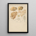 Choiromyces meandriformis - Hans Baldung — framed artwork on a wall