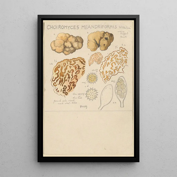 Choiromyces meandriformis - Hans Baldung — framed artwork on a wall