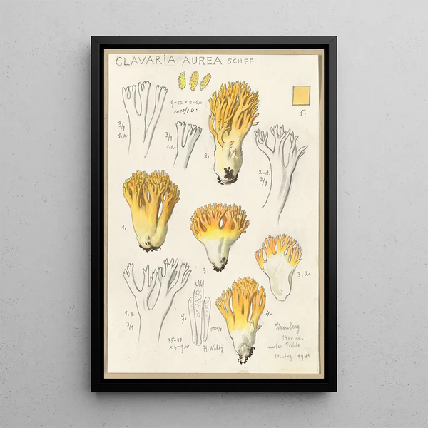 Clavaria aurea Schff - Hans Baldung — framed artwork on a wall