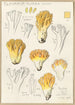 Clavaria aurea Schff - Hans Baldung — artwork view