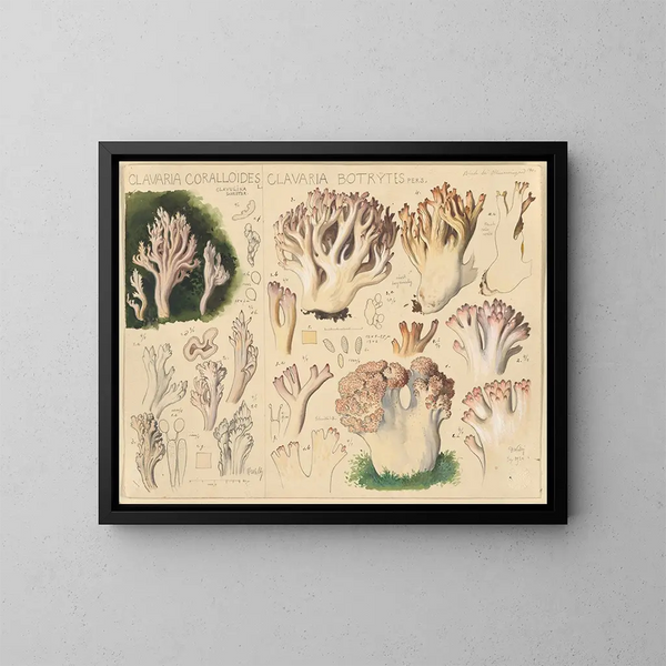 Clavaria coralloides and Clavaria botrytes - Hans Baldung — framed artwork on a wall