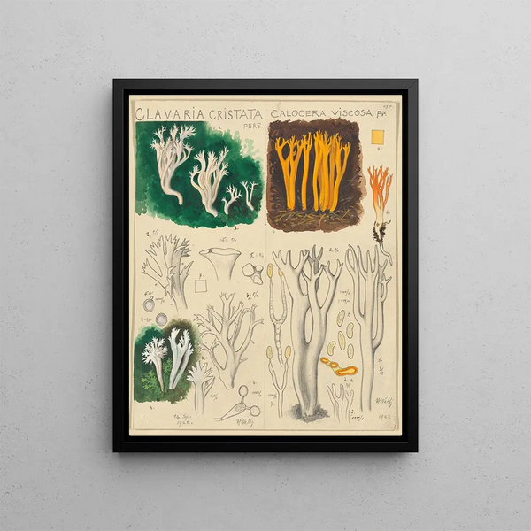 Clavaria cristata Calocera viscosa - Hans Baldung — framed artwork on a wall