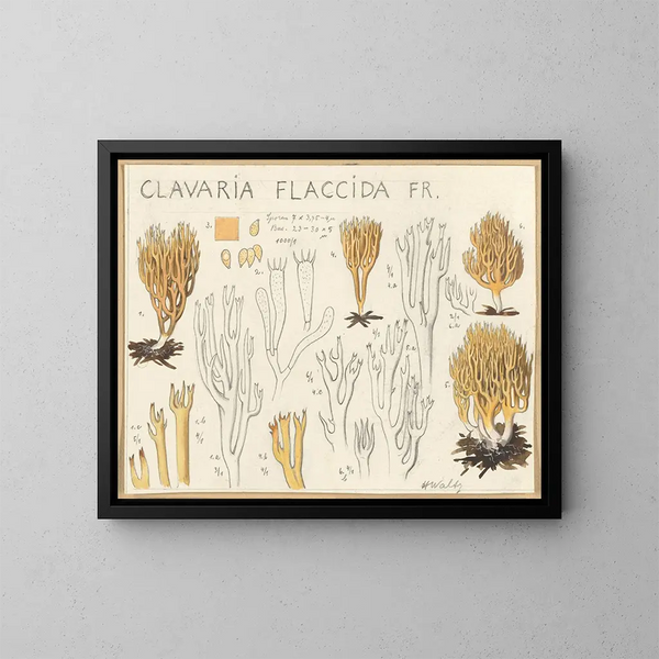 Clavaria flaccida - Hans Baldung — framed artwork on a wall