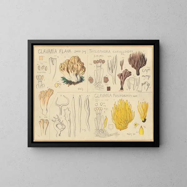 Clavaria jaune, Thélephore coralloïde, Clavaria fusiforme - Hans Baldung — framed artwork on a wall