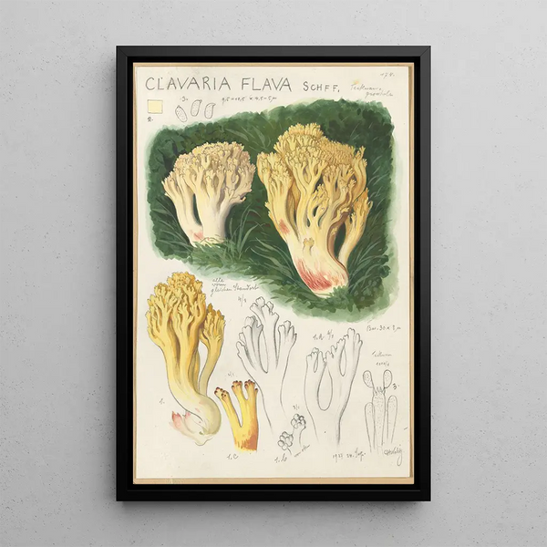 Clavaria flava - Hans Baldung — framed artwork on a wall