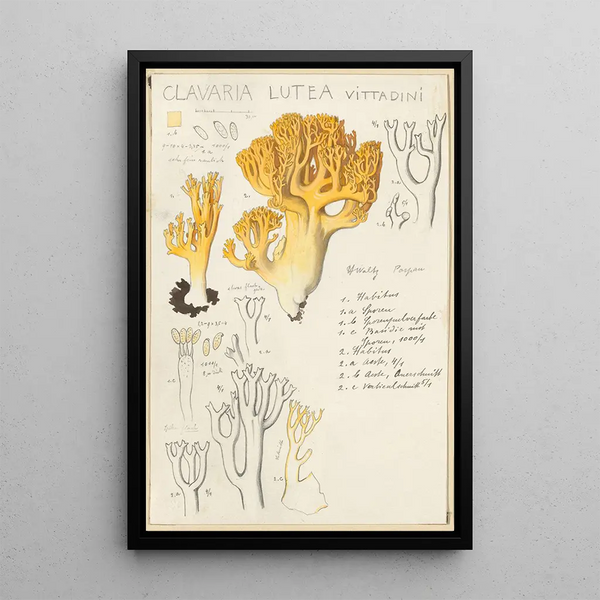 Clavaria lutea - Hans Baldung — framed artwork on a wall