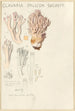Clavaria pallida Shcaeff - Hans Baldung — artwork view