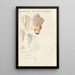 Clavaria pallida Shcaeff - Hans Baldung — framed artwork on a wall
