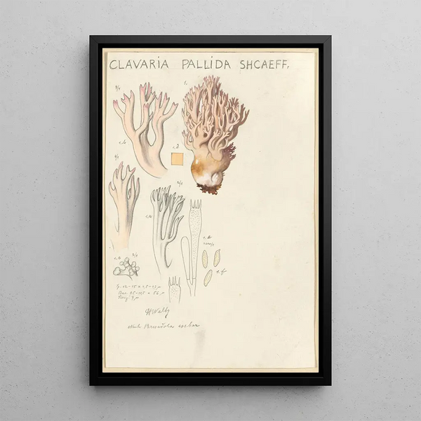 Clavaria pallida Shcaeff - Hans Baldung — framed artwork on a wall