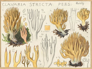 Clavaria stricte - Hans Baldung — artwork view