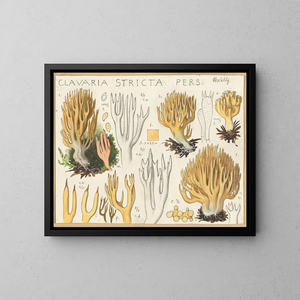 Clavaria stricte - Hans Baldung — framed artwork on a wall