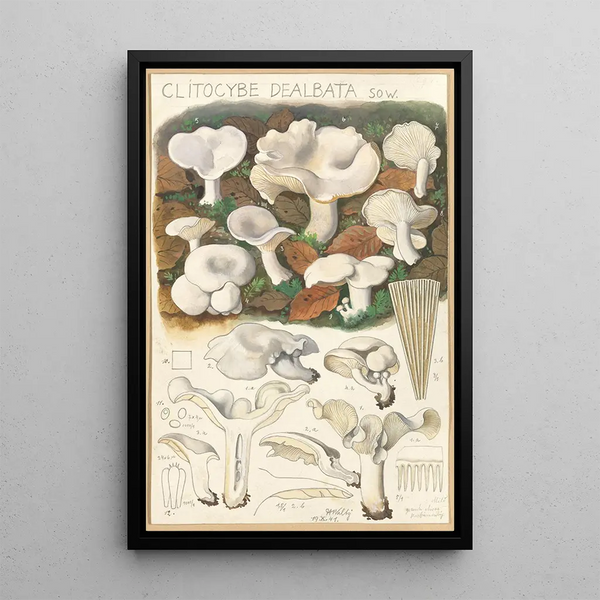 Clitocybe dealbata - Hans Baldung — framed artwork on a wall