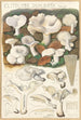 Clitocybe dealbata - Hans Baldung — artwork view