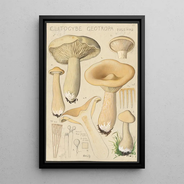 Clitocybe geotropa Bulliard - Hans Baldung — framed artwork on a wall