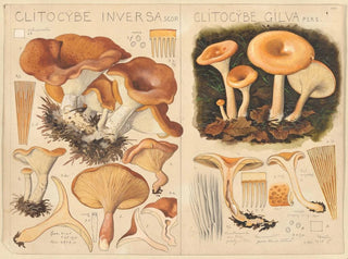 Clitocybe inversa and Clitocybe gilva - Hans Baldung — artwork view