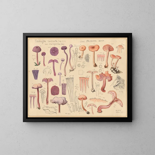 Clitocybe laccaire - Hans Baldung — framed artwork on a wall
