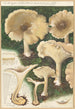 Clitocybe nébuleux - Hans Baldung — artwork view