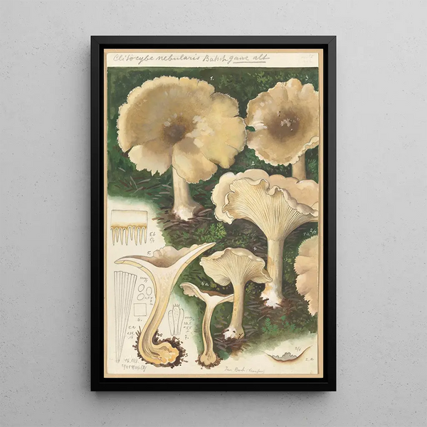 Clitocybe nébuleux - Hans Baldung — framed artwork on a wall