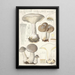 Clitocybe nébuleux Batsch 2 - Hans Baldung — framed artwork on a wall