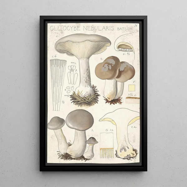 Clitocybe nébuleux Batsch 2 - Hans Baldung — framed artwork on a wall