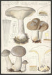 Clitocybe nébuleux Batsch 2 - Hans Baldung — artwork view