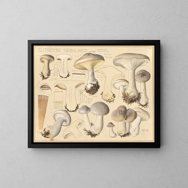 Clitocybe nébuleux - Hans Baldung — framed artwork on a wall