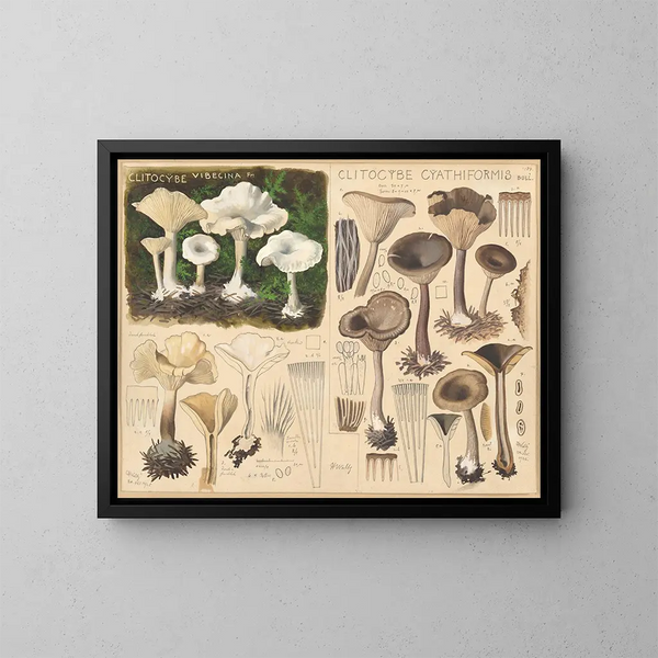 Clitocybe vibecina and Clitocybe cyathiformis - Hans Baldung — framed artwork on a wall